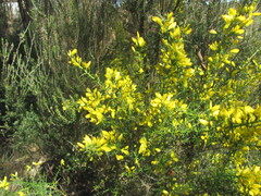 Ulex parviflorus