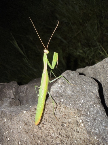 European Mantis