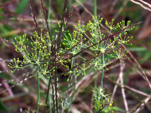 Anethum graveolens
