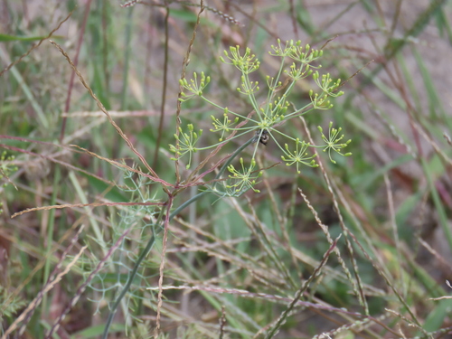 Anethum graveolens, photograph 1