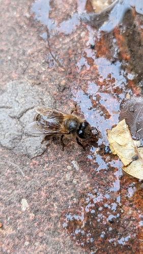 Western Honey Bee
