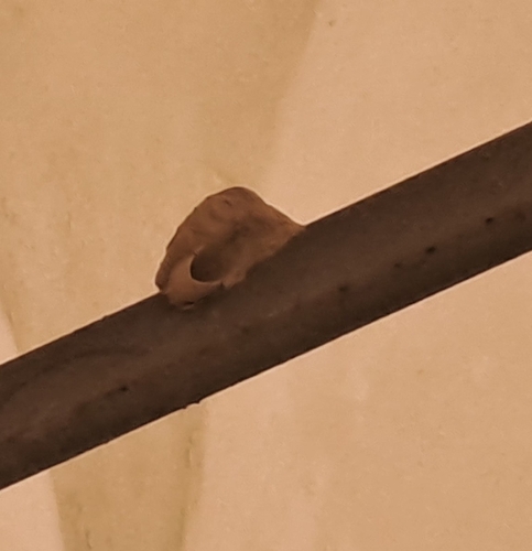 Asian Mud-dauber Wasp