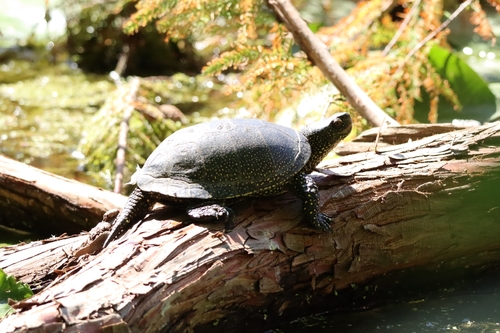 European Pond Turtle