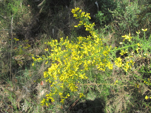 Ulex parviflorus, photograph 6
