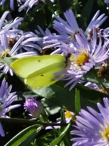 Common Brimstone
