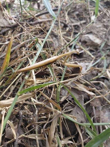 European Mantis