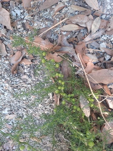 Spiny Asparagus