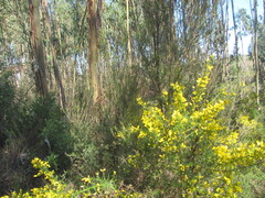 Ulex parviflorus, photograph (c) zebedeugalinha, some rights reserved (CC BY)