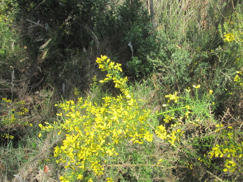Ulex parviflorus, photograph 4