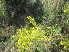 Ulex parviflorus, photograph (c) zebedeugalinha, some rights reserved (CC BY)