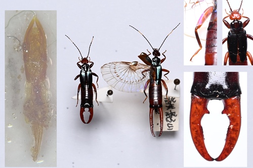 Adiathetus glaucopterus