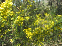 Ulex parviflorus, photograph (c) zebedeugalinha, some rights reserved (CC BY)