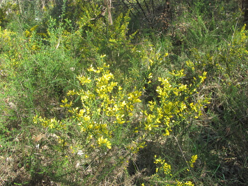Ulex parviflorus, photograph 1