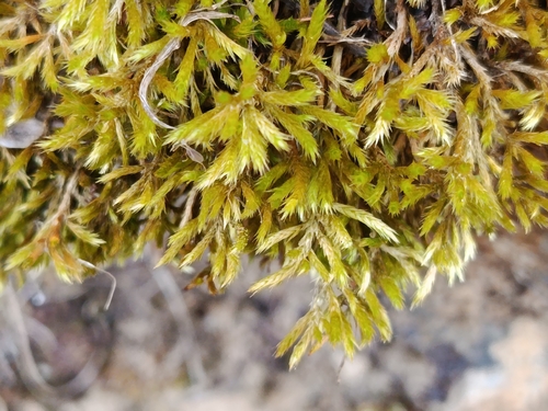 Homalothecium lutescens observed 2026-08-15