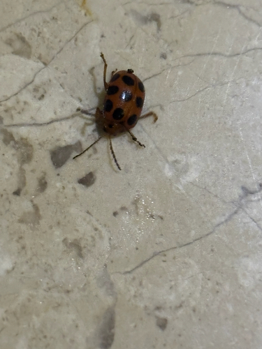 Sphenoraia nebulosa