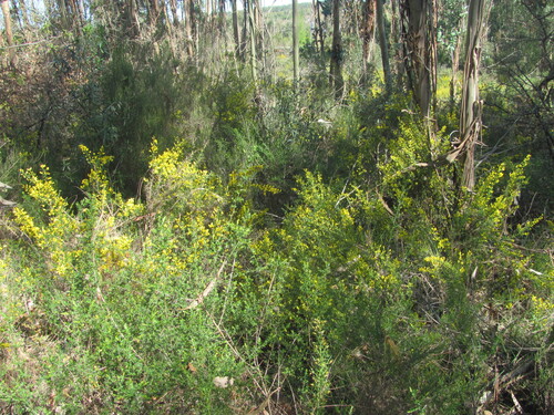 Ulex parviflorus, photograph 3