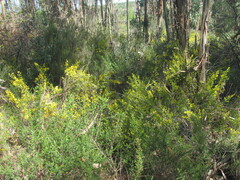 Ulex parviflorus, photograph (c) zebedeugalinha, some rights reserved (CC BY)