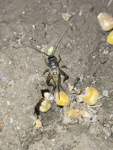 Svercacheta siamensis