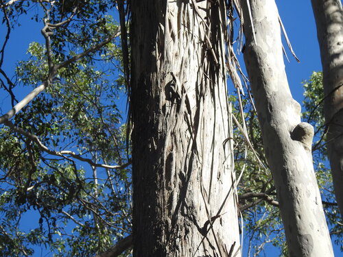 Eucalyptus moluccana, photograph 4