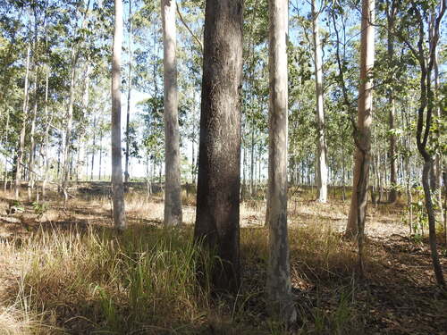 Eucalyptus moluccana, photograph 2