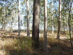 Eucalyptus moluccana, photograph (c) ttsquid, some rights reserved (CC BY)