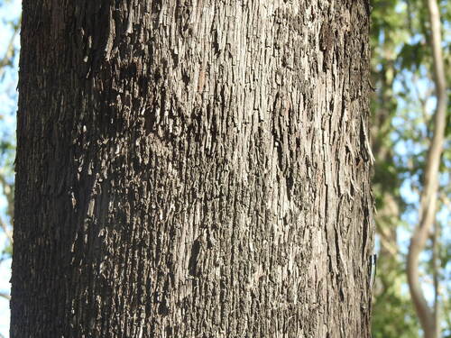 Eucalyptus moluccana, photograph 3