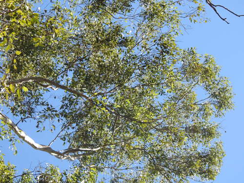 Eucalyptus moluccana, photograph 6