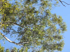 Eucalyptus moluccana, photograph (c) ttsquid, some rights reserved (CC BY)