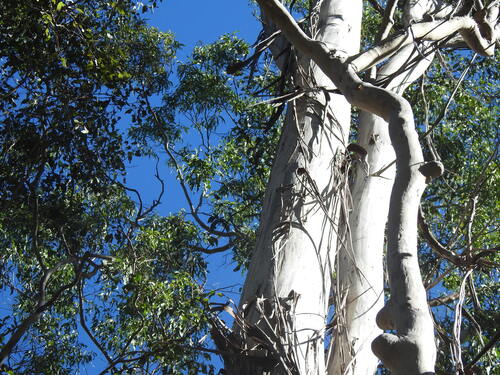 Eucalyptus moluccana, photograph 5