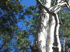 Eucalyptus moluccana, photograph (c) ttsquid, some rights reserved (CC BY)