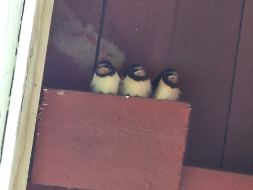 Barn Swallow