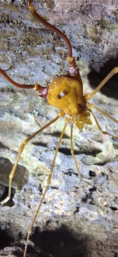 Goniosoma vatrax