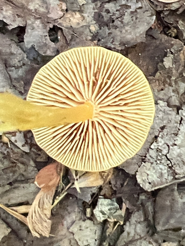 Common Gilled Mushrooms and Allies