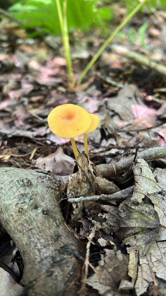 Common Gilled Mushrooms and Allies