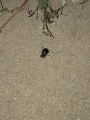 Phyllophaga cribrosa