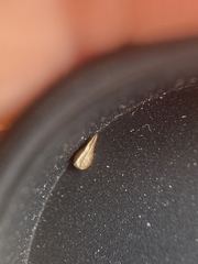 Cryptantha dumetorum