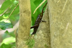 Deinacrida heteracantha