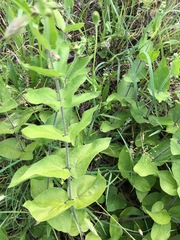 Matelea cynanchoides