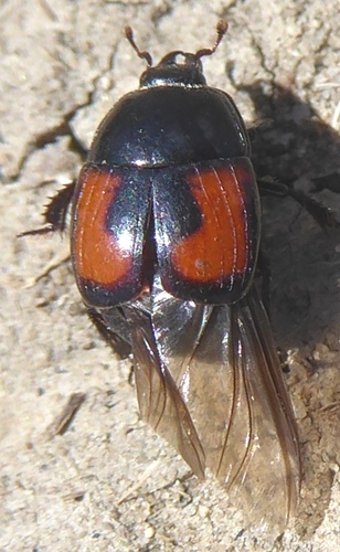 Spilodiscus ulkei