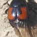 Escarabajo Payaso - Photo (c) Pam Piombino, algunos derechos reservados (CC BY-NC), subido por Pam Piombino