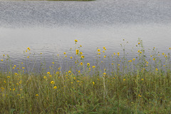 Helianthus paradoxus