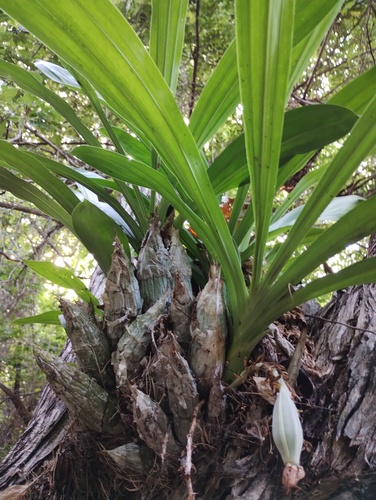 Clowesia dodsoniana, photograph 3