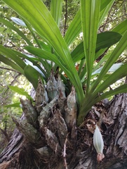 Clowesia dodsoniana