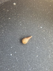 Cryptantha dumetorum