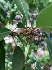 Heteromeles arbutifolia