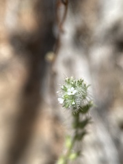 Cryptantha dumetorum