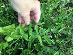 Matelea cynanchoides