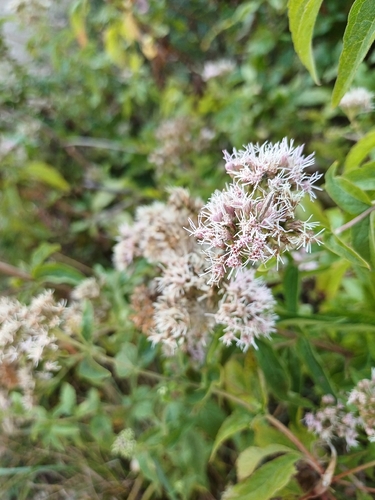 hemp agrimony