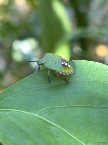 Southern Green Stink Bug