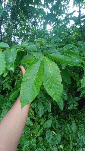 Holarrhena pubescens observed 2026-08-14
